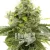 Blimburn Seeds Cannabisfrø Bruce Banner raskt blomstrende