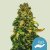 Royal Queen Seeds Cannabis Seeds Solomatic Auto (vysoké CBD)