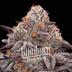 Blimburn Seeds Cannabis Seeds Reeze McFlurry Feminized