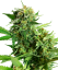 Sensi Seeds Κέικ Blackberry Seeds Cannabis Feminized, 3-10 τμχ