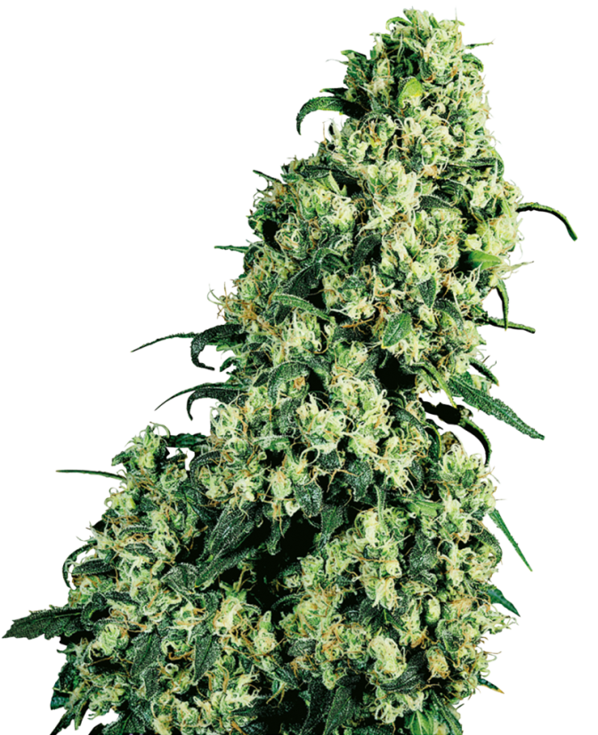 Sensi Seeds Żerriegħa tal-Kannabis Skunk #1® Femminizzati, 3-10 pcs