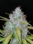 Fast Buds Cannabis Seeds Californian Snow Auto