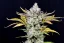 Fast Buds Cannabis Seeds Gorilla Cookies Auto