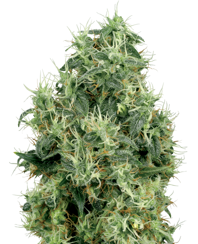 Sensi Seeds Cannabis Seeds White Gold White Label nőiesített, 3-10 db