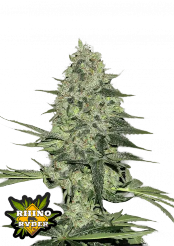 Fast Buds 420 Cannabis Seeds Rhino Ryder Auto