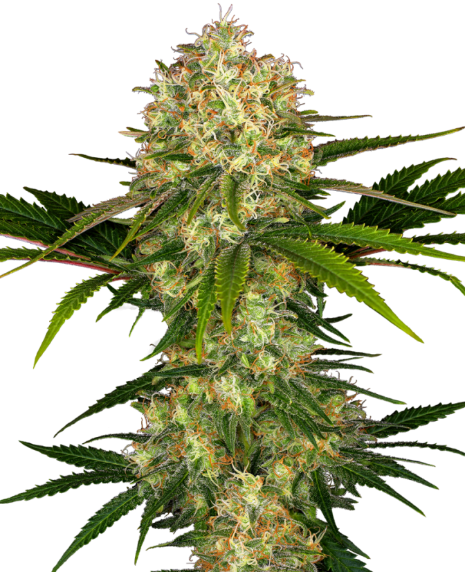 Sensi Seeds Cannabis Seeds Afghani #1® Feminized, 3-10 kom