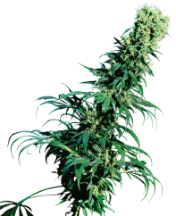 Sensi Seeds Semillas de cannabis Early Pearl® Regular, 10 uds.