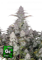 Fast Buds Żrieragħ tal-Kannabis Green Crack Auto