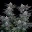 Graines de cannabis Fast Buds Gorilla Cookies FF