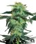 Sensi Seeds Graines de cannabis White Ice Regular de White Label, 10 pcs