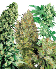 Sensi Seeds Sementes de Cannabis Indoor Mix® Regular, 25 unidades