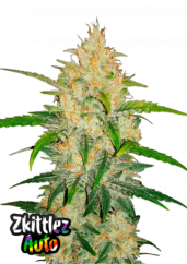 Fast Buds Żrieragħ tal-Kannabis Zkittlez Auto
