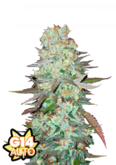 Graines de cannabis Fast Buds G14 Auto