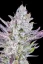 Fast Buds Cannabis Seeds Wedding glue Auto