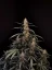Fast Buds Sementes de Cannabis Amnesia Haze Auto