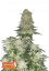Fast Buds Żerriegħa tal-Kannabis Tieġ Cheesecake FF