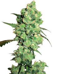 Sensi Seeds White Label'dan Süper Skunk Dişileştirilmiş Kenevir Tohumları, 3-10 adet