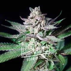 Blimburn Seeds კანაფის თესლი Alien Rock Candy ფემინიზებული