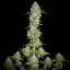 Fast Buds Cannabis Seeds Orange Sherbet Auto