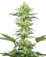 Sensi Seeds Hanfsamen White Gorilla Haze Feminisiert von White Label, 3-10 Stk