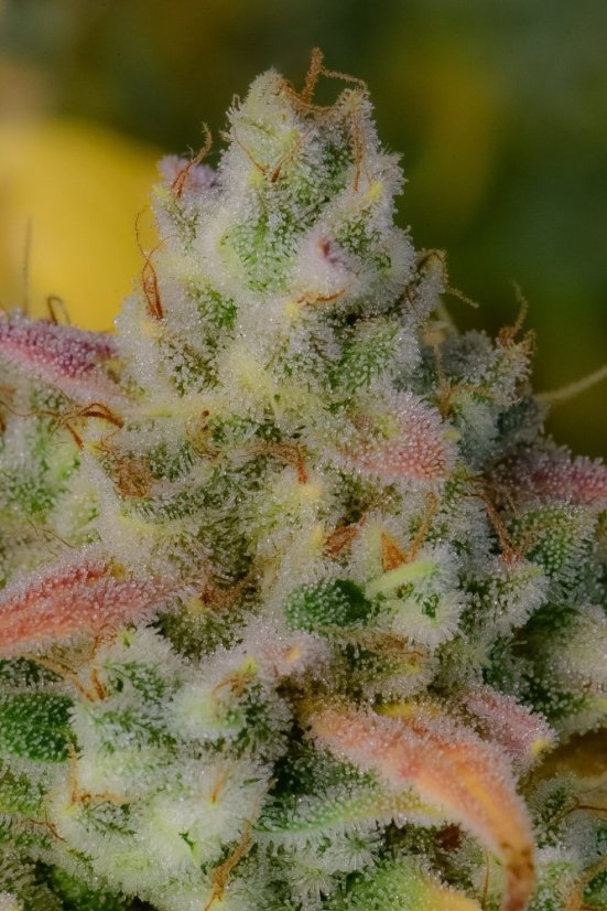 Fast Buds Cannabis Seeds Gelato Auto
