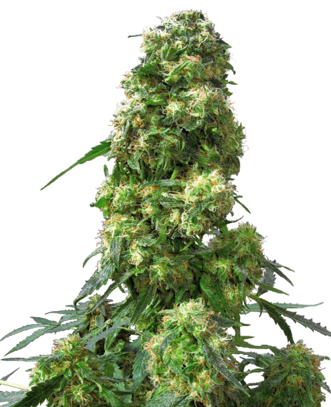 Sensi Seeds Cannabiszaden Early Skunk® Gefeminiseerd, 3-25 stuks