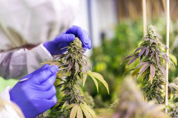På opdagelse i cannabisplanten, hvad er THCJD?