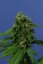 T.H.Seeds™ Cannabis Seeds Wreckage, various packs, regular