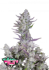 Fast Buds Cannabis Seeds Bröllopslim Auto