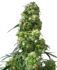 Sensi Seeds Cannabis Seeds Early Skunk® Regular, 10 gab.