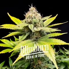 Blimburn Seeds Семена от канабис C Banana Feminized