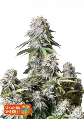 Fast Buds 420 Cannabis Seeds Orange Sherbet FF