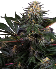 Sensi Seeds Cannabis Seeds Lockdown Kush Feminized, 3-10 τεμ.