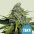 Royal Queen Seeds Sementes de Cannabis Royal THCV Feminizadas (Alto CBD)