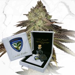 T.H.Seeds™ Cannabiszaden Limited Regular Edition Gelato 33 X Birthday Cake X SBC, 11-pack