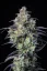 Fast Buds Cannabis Seeds Mimosa Cake Auto