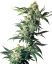 Sensi Seeds Cannabis Seeds Northern Lights® feminized, 3-10 vnt.