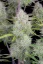 Fast Buds Cannabis Seeds Kāzu siera kūka Auto