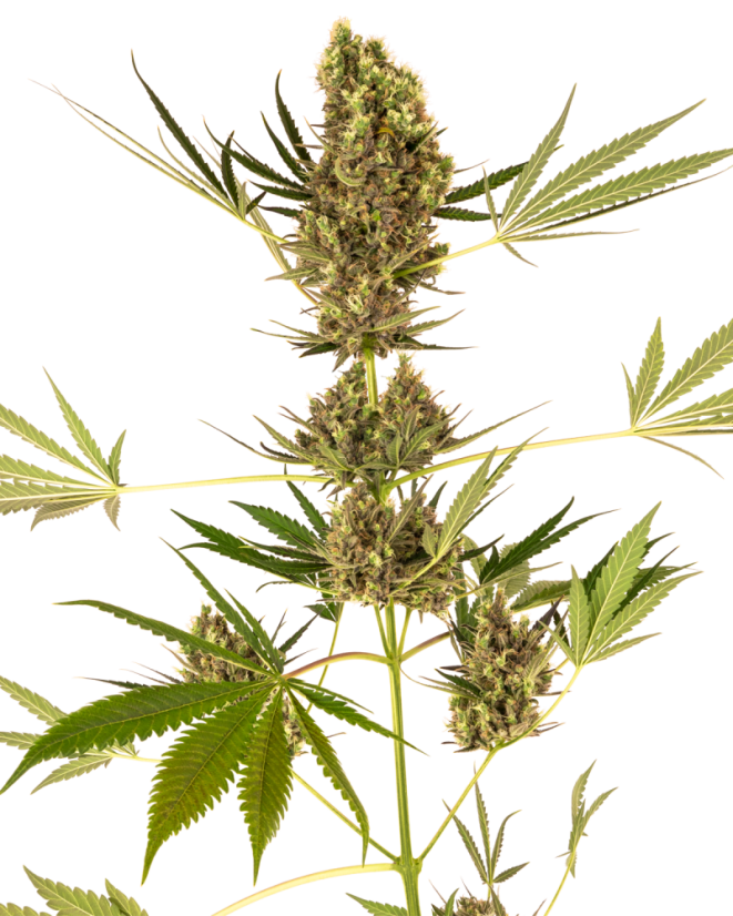 Sensi Seeds Семена от канабис Alpine Delight CBD® Automatic Feminized, 3-10 бр.