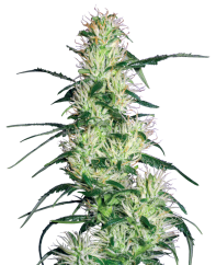 Sensi Seeds Kanepiseemned Purple Haze Feminized by White Label, 3-10 tk