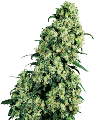 Sensi Seeds Cannabis Skunk #1® Regular, 10 unidades