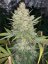 Fast Buds Cannabis Seeds OG Kush Auto