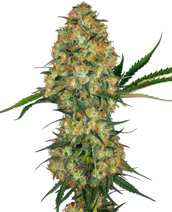 Sensi Seeds Cannabisfrø Hindu Kush® feminisert, 3-10 stk.