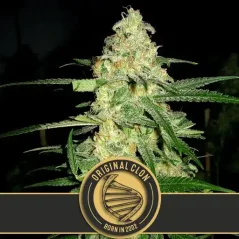 Blimburn Seeds Sjemenke konoplje Original Clon Feminized