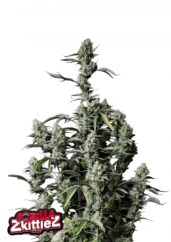 Fast Buds Żerriegħa tal-Kannabis Gorilla Zkittlez Auto