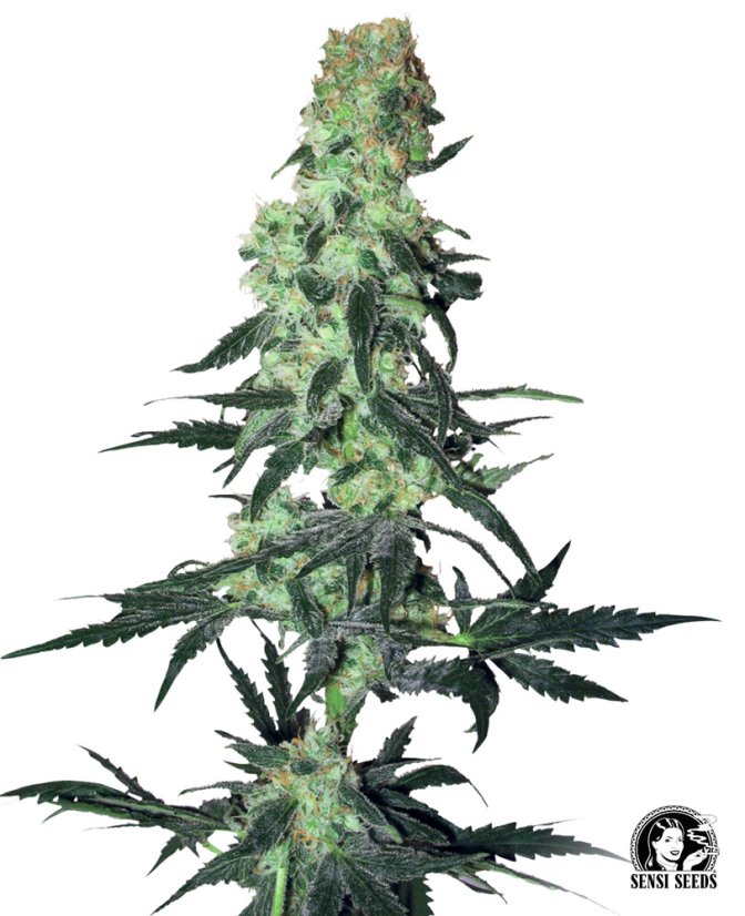 Sensi Seeds Cannabis Seeds Amnesia White Regular, White Label, 10 db