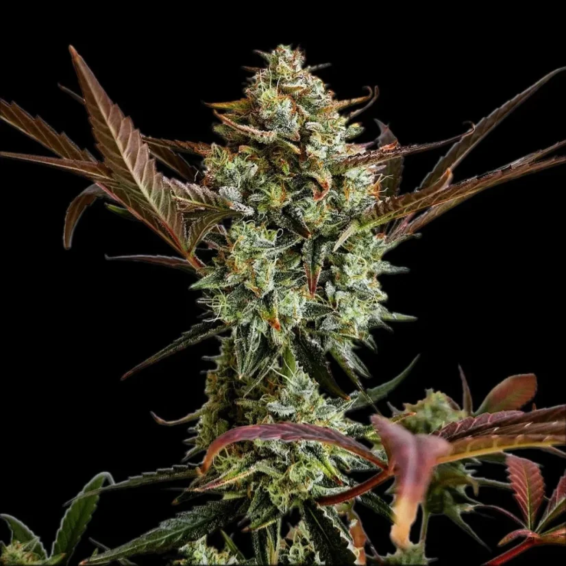 Fast Buds 420 Cannabis Seeds Ztrawberriez Auto