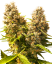 Sensi Seeds Cannabisfrön Banana Kush Cake Automatisk Feminiserad, 3-10 st