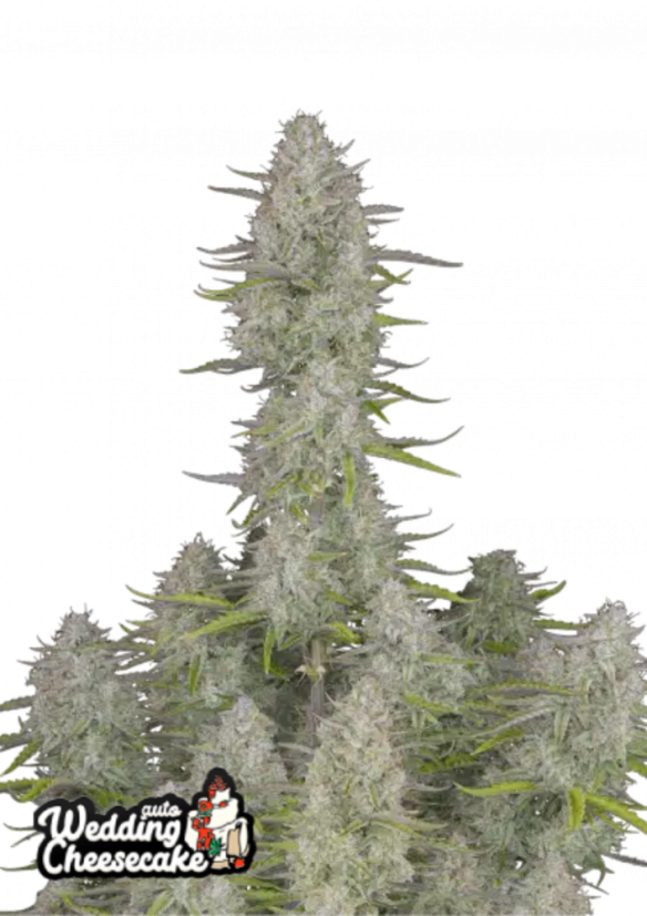Fast Buds Cannabis Seeds Vestuvinis sūrio pyragas Auto