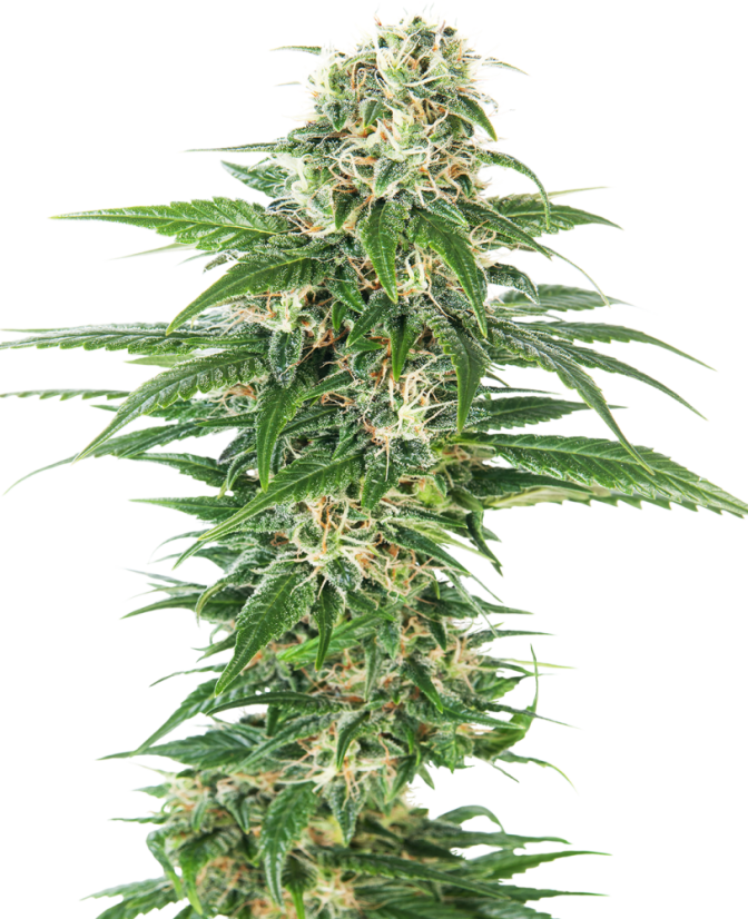 Sensi Seeds Cannabiszaden Early Skunk Automatic® Gefeminiseerd, 3-10 stuks